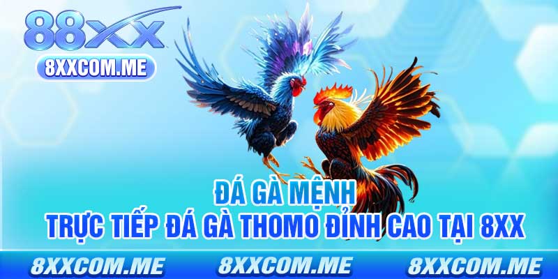Đá Gà Mệnh - Trực Tiếp Đá Gà Thomo Đỉnh Cao Tại 8xx