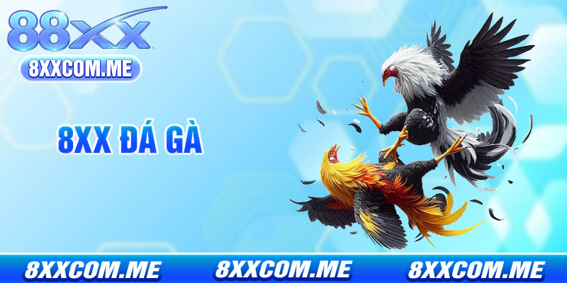 Đá Gà 8X - Xem Trực Tiếp Đá Gà Thomo Đỉnh Cao 2026